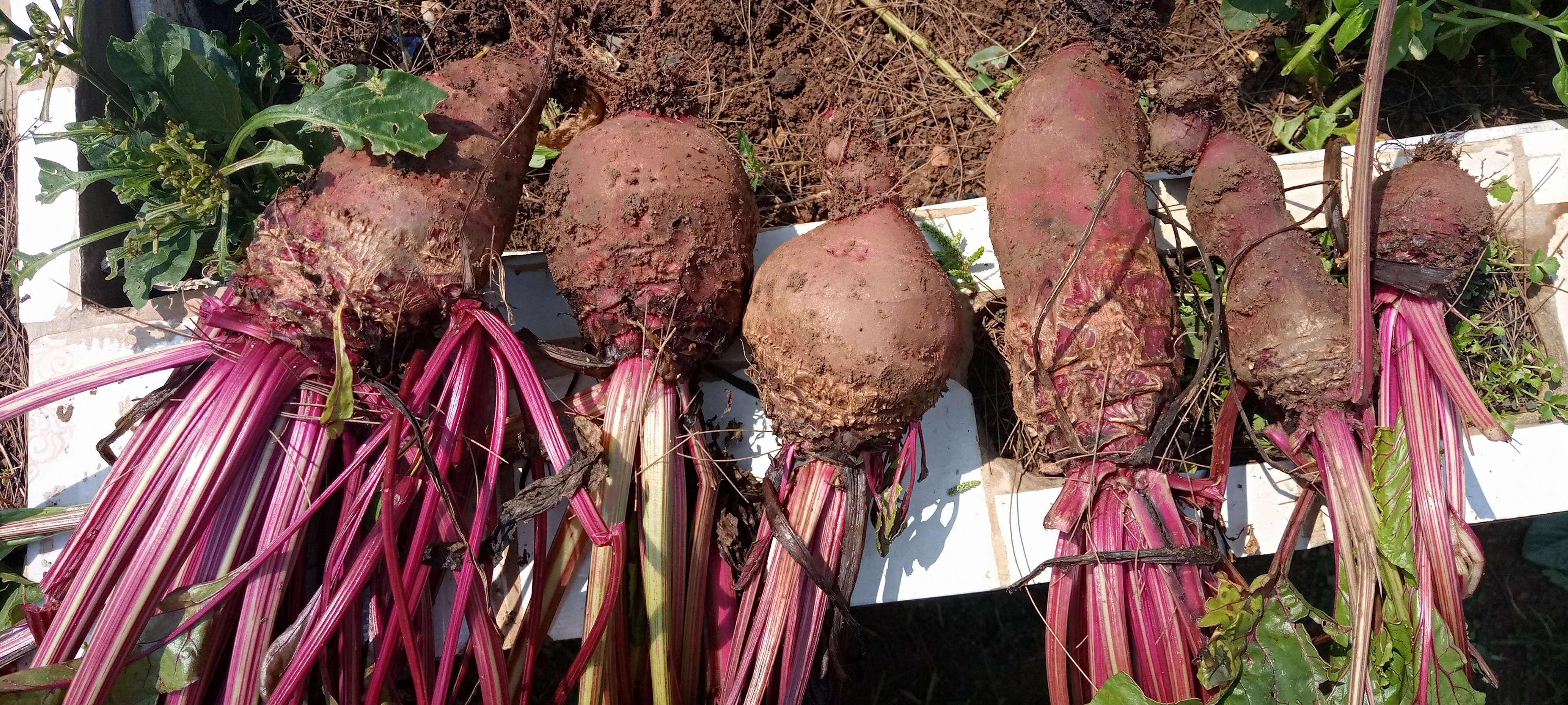 Freshly harvested vegetables from a Busy Bees Foundation kitchen garden