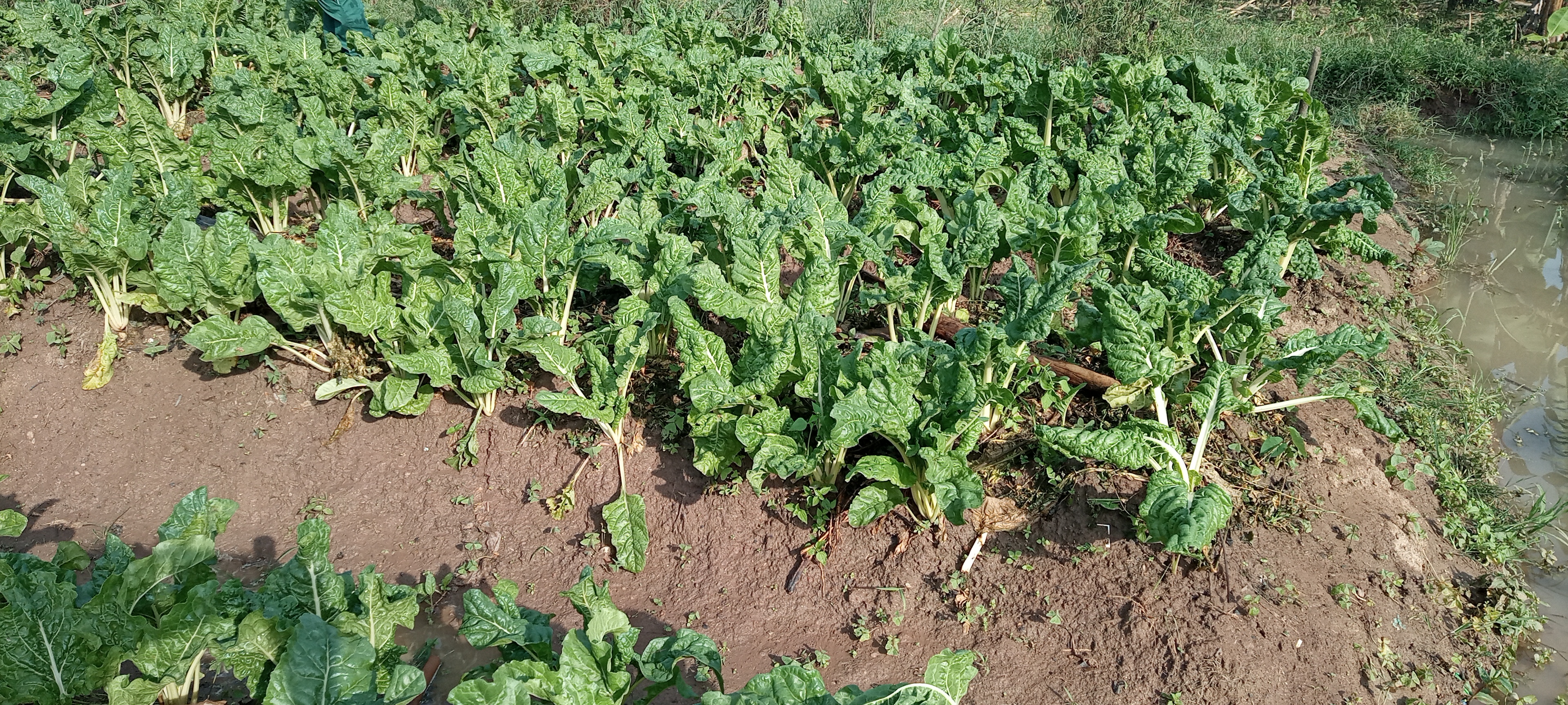 Kitchen Garden Initiative